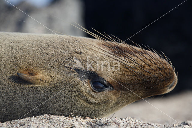 Galapagos Sea Lion (Zalophus wollebaeki)