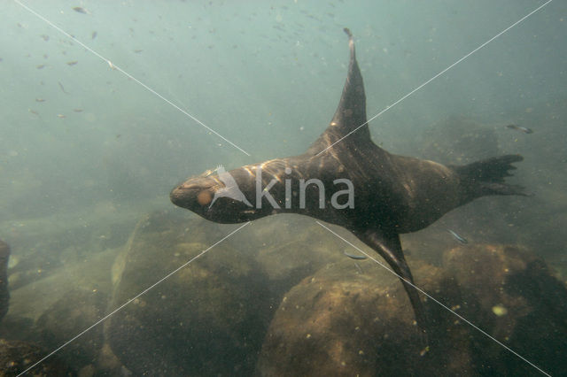 Galapagos zeeleeuw (Zalophus wollebaeki)