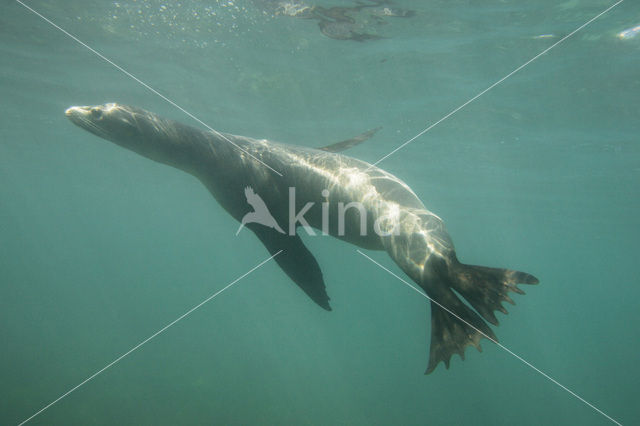 Galapagos zeeleeuw (Zalophus wollebaeki)