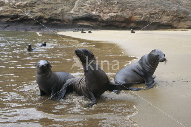 Galapagos zeeleeuw (Zalophus wollebaeki)