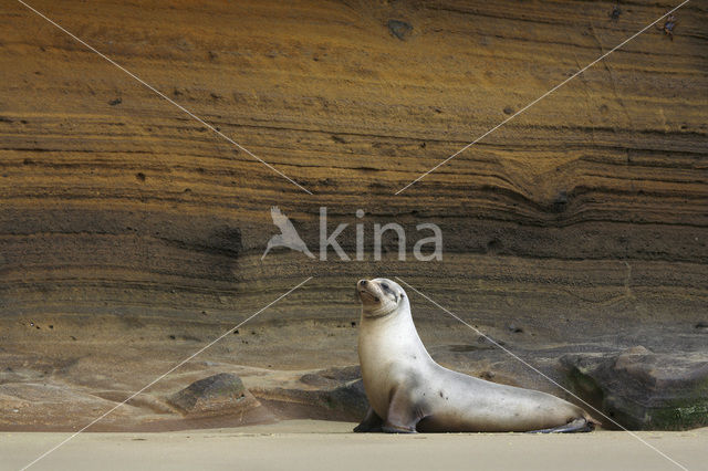 Galapagos zeeleeuw (Zalophus wollebaeki)