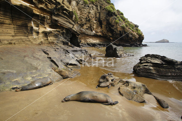 Galapagos zeeleeuw (Zalophus wollebaeki)