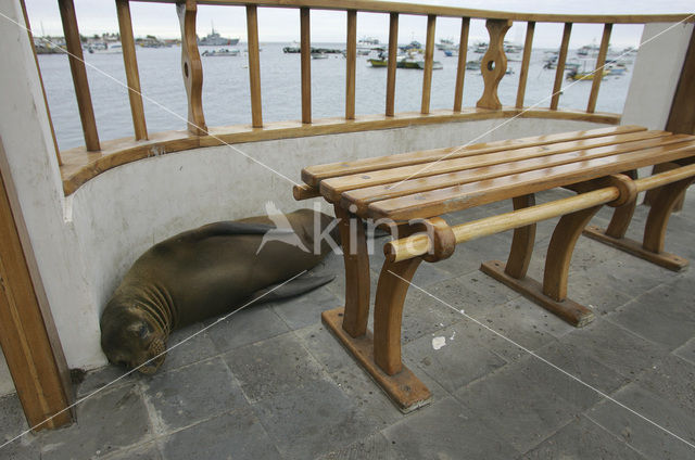 Galapagos Sea Lion (Zalophus wollebaeki)