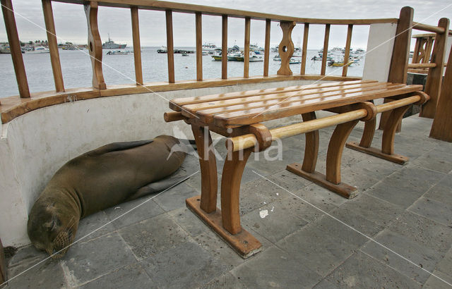 Galapagos Sea Lion (Zalophus wollebaeki)