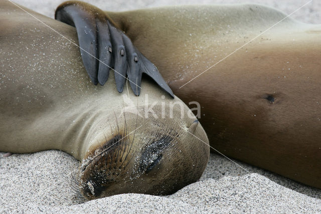 Galapagos zeeleeuw (Zalophus wollebaeki)