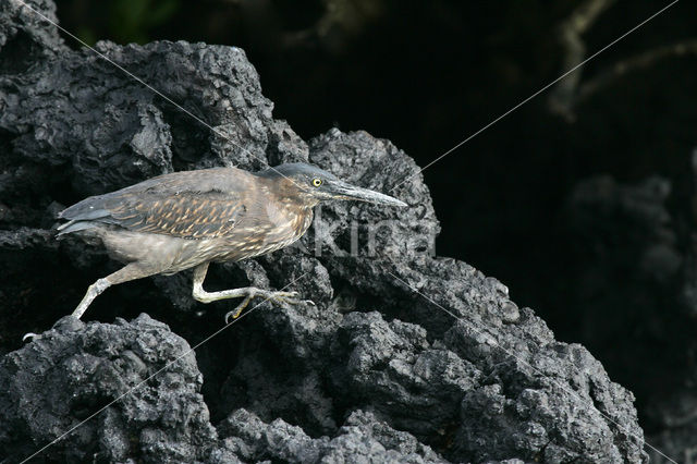Galapagos Heron