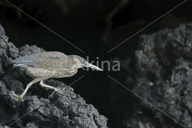 Galapagos Heron