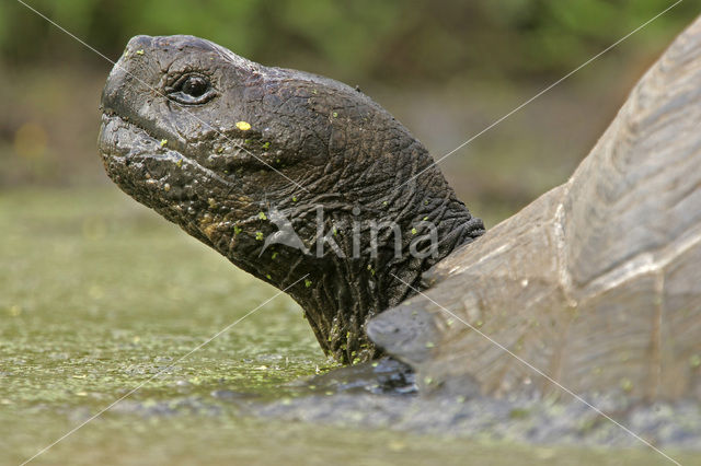 Galapagos Giant Tortoise (Testudo elephantopus)