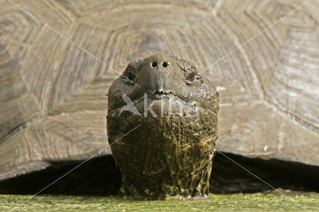 Galapagosreuzenschildpad