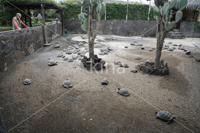 Galapagos Giant Tortoise (Testudo elephantopus)