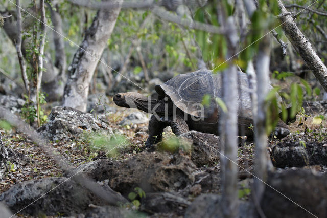 Galapagos Giant Tortoise (Testudo elephantopus)