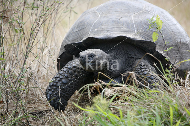 Galapagosreuzenschildpad