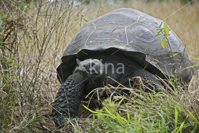 Galapagosreuzenschildpad