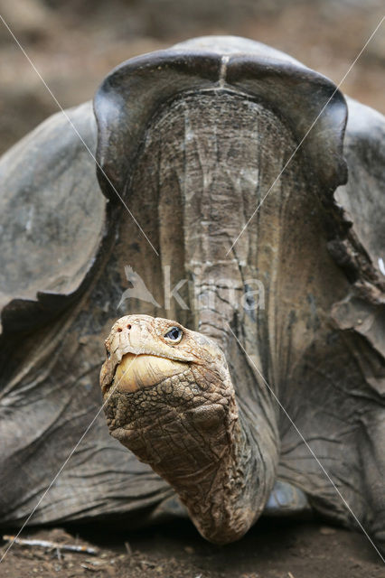 Galapagosreuzenschildpad