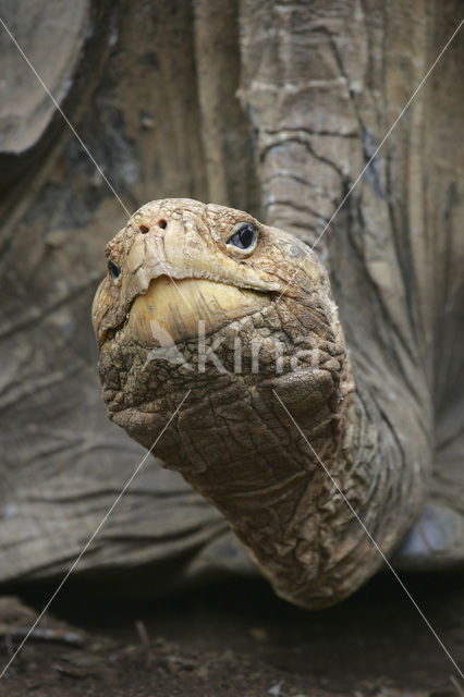 Galapagosreuzenschildpad