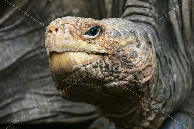 Galapagos Giant Tortoise (Testudo elephantopus)