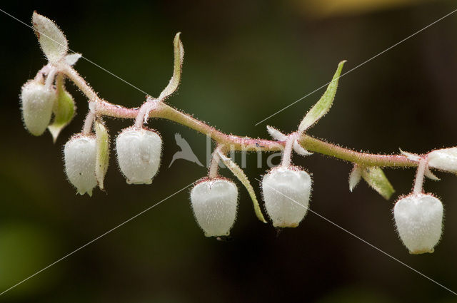 Gaultheria (Gaultheria shallon)