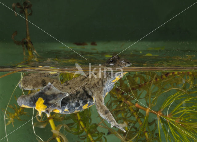 Yellow-bellied Toad (Bombina variegata)