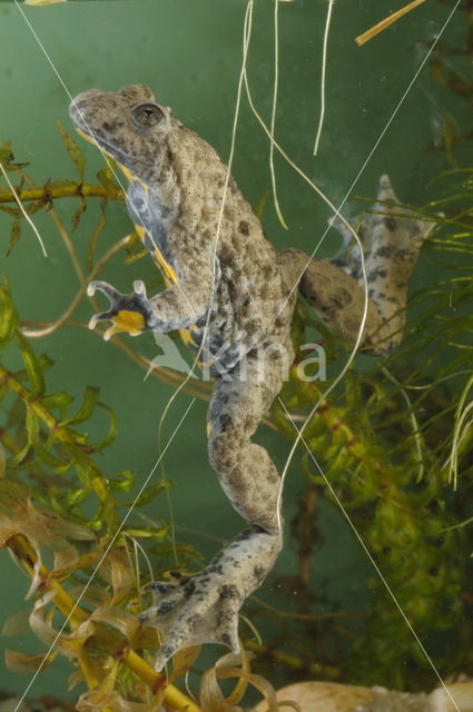 Yellow-bellied Toad (Bombina variegata)