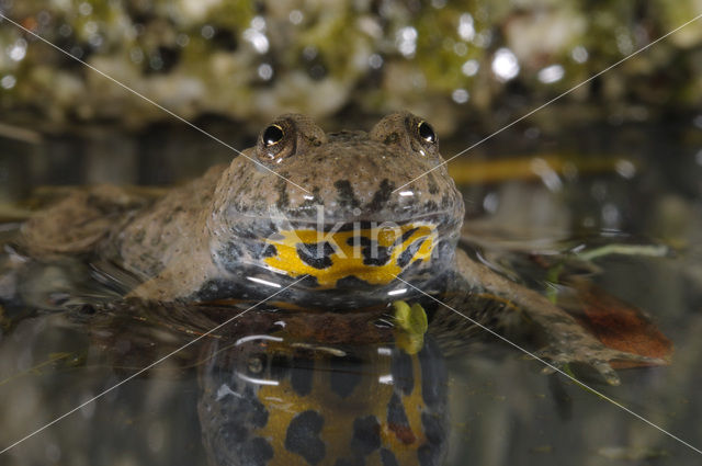 Yellow-bellied Toad (Bombina variegata)
