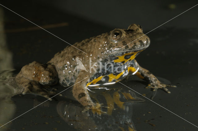 Geelbuikvuurpad (Bombina variegata)