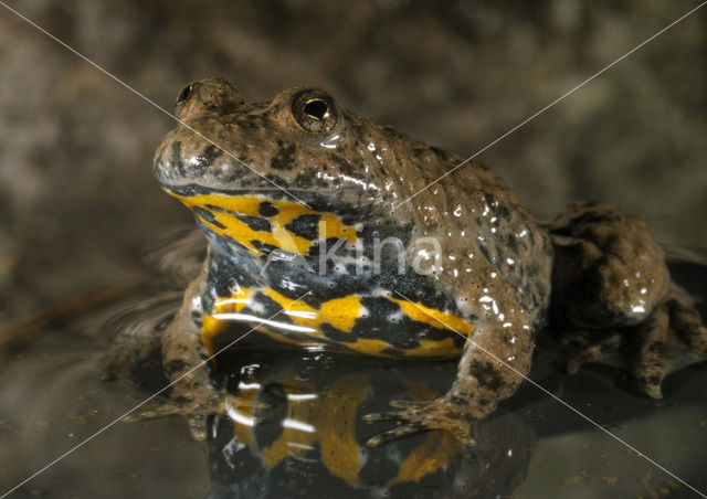 Geelbuikvuurpad (Bombina variegata)