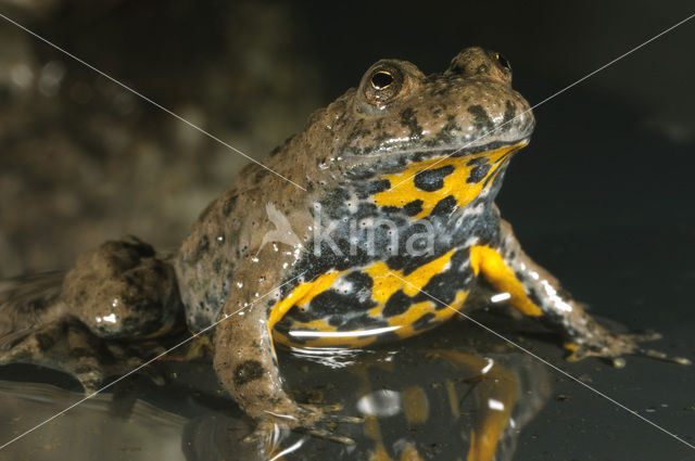 Geelbuikvuurpad (Bombina variegata)