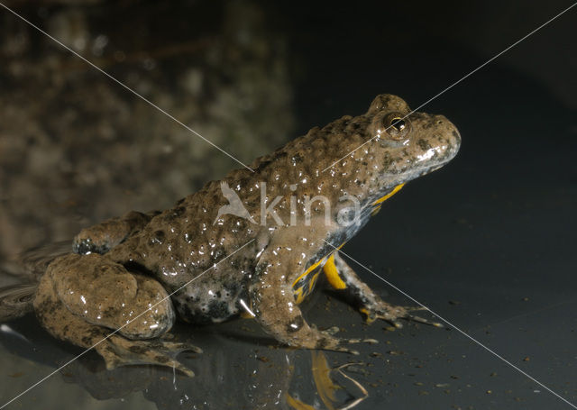 Geelbuikvuurpad (Bombina variegata)