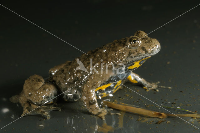 Geelbuikvuurpad (Bombina variegata)