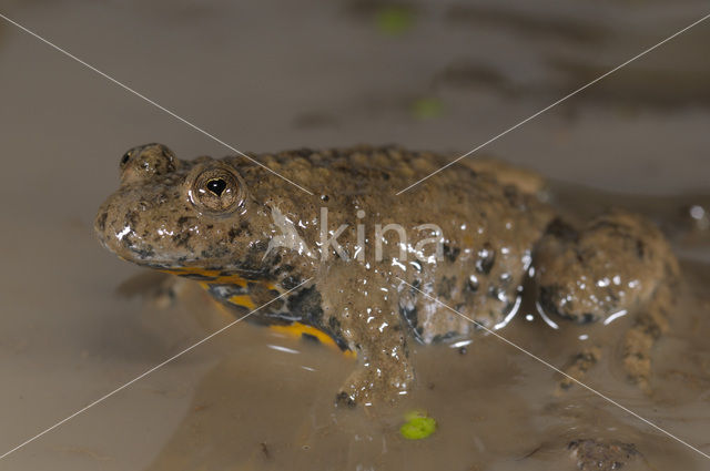 Yellow-bellied Toad (Bombina variegata)