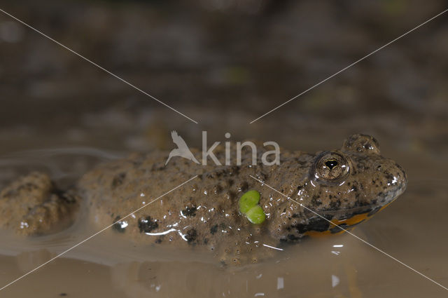 Yellow-bellied Toad (Bombina variegata)