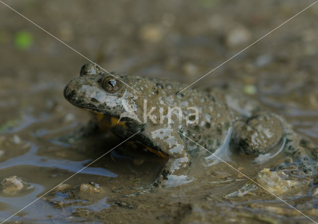 Yellow-bellied Toad (Bombina variegata)