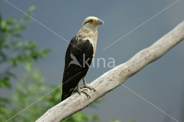 Yellow-headed Caracara (Milvago chimachima)