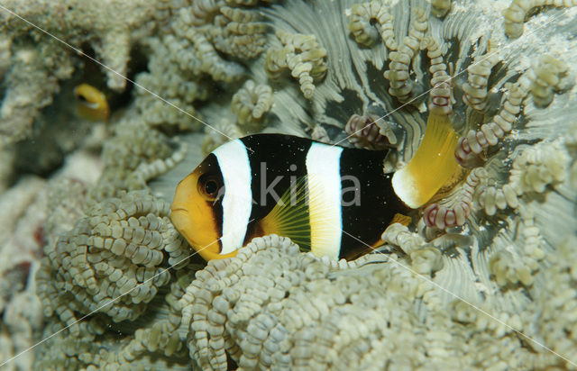 Geelstaart anemoonvis (Amphiprion clarkii)