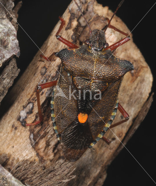 Forest Bug (Pentatoma rufipes)