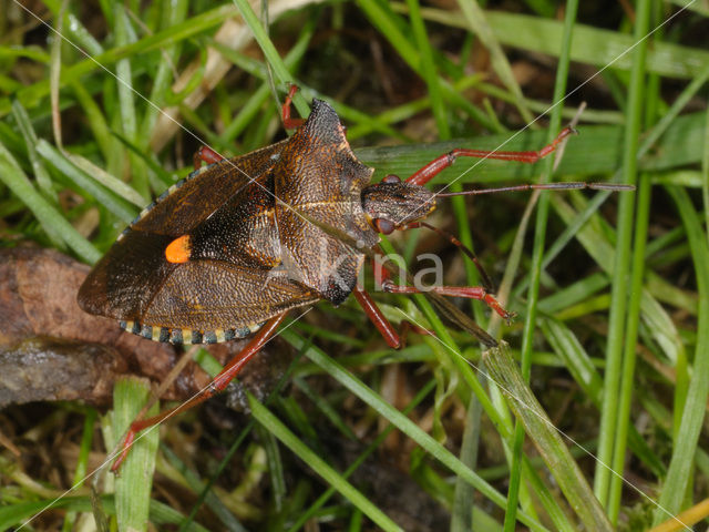 Forest Bug (Pentatoma rufipes)