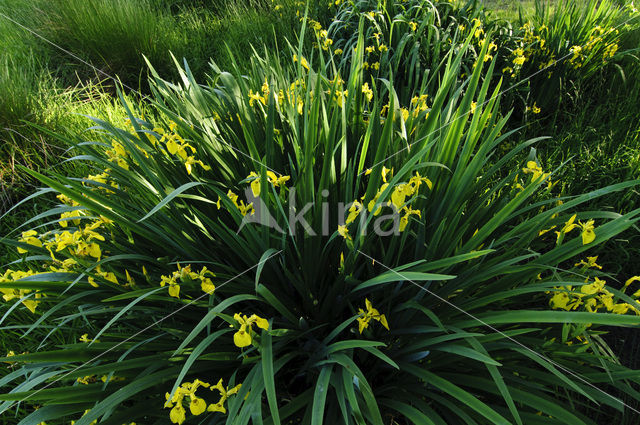 Gele lis (Iris pseudacorus)