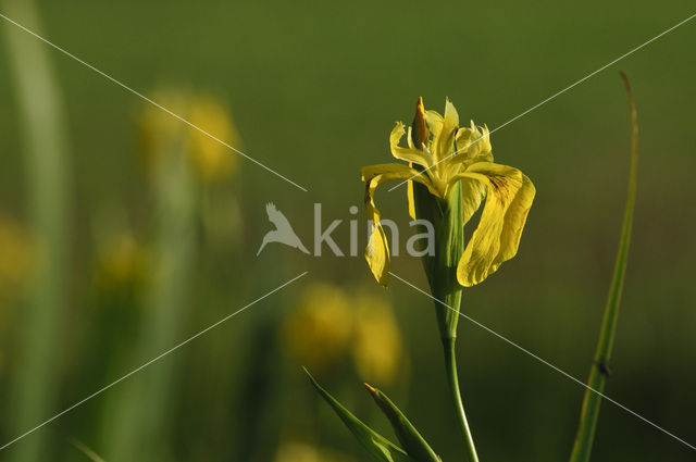 Gele lis (Iris pseudacorus)