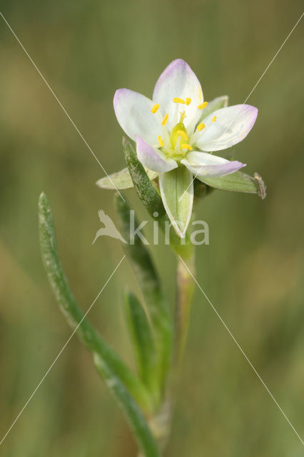 Gerande schijnspurrie (Spergularia media subsp. angustata)