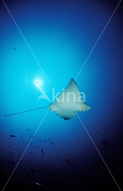 Spotted Eagle Ray (Aetobatus narinari)