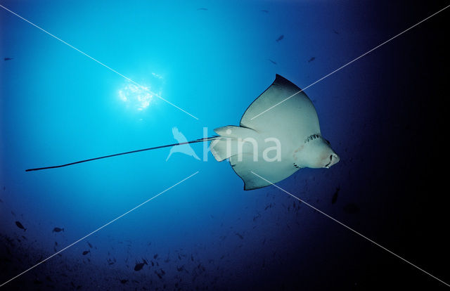 Spotted Eagle Ray (Aetobatus narinari)