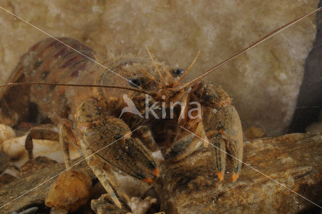 Spinycheek Crayfish (Orconectes limosus)