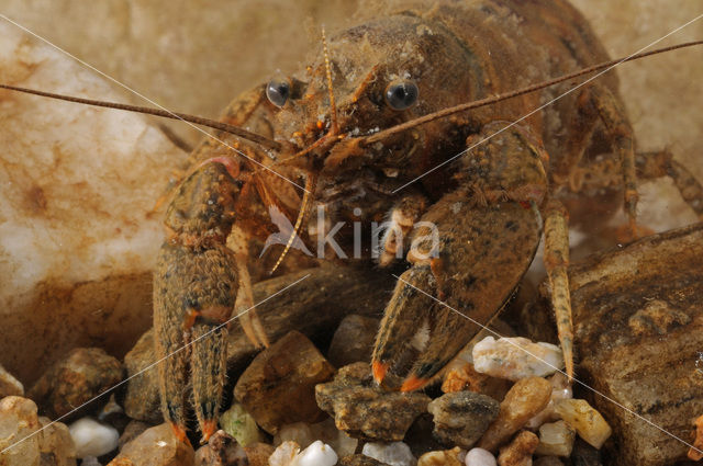 Spinycheek Crayfish (Orconectes limosus)