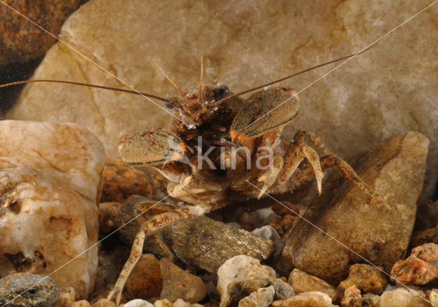 Gevlekte Amerikaanse rivierkreeft (Orconectes limosus)