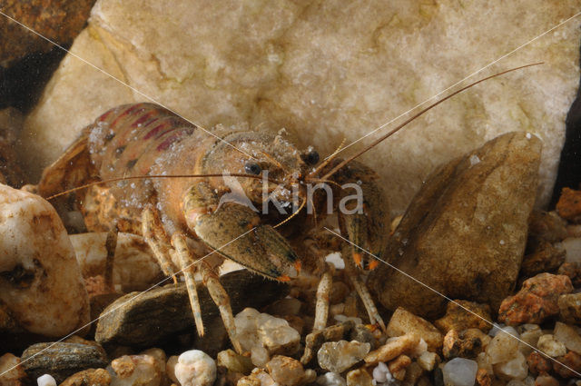 Spinycheek Crayfish (Orconectes limosus)