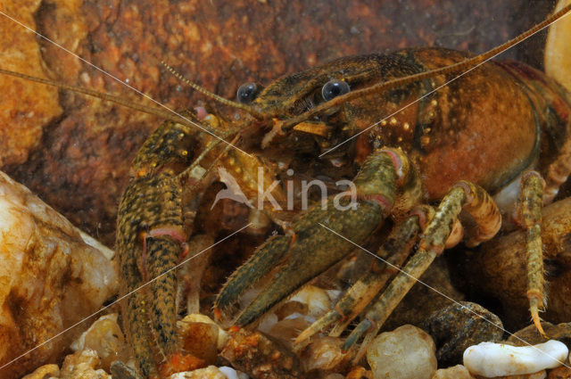 Spinycheek Crayfish (Orconectes limosus)