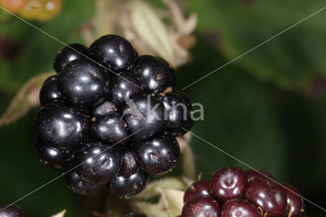 Gewone braam (Rubus fruticosus)