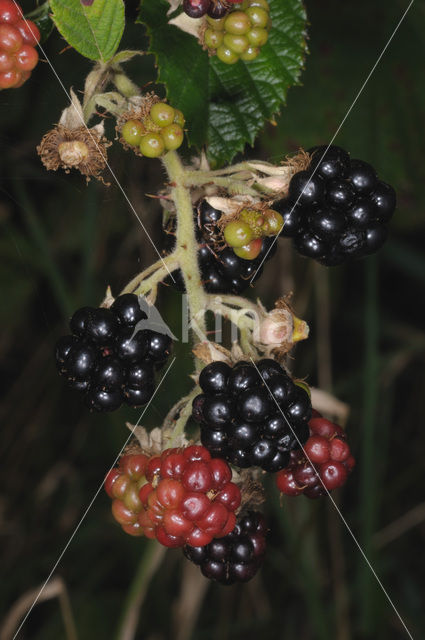 Gewone braam (Rubus fruticosus)