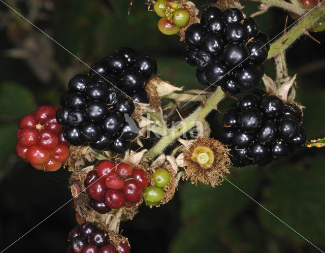 Gewone braam (Rubus fruticosus)