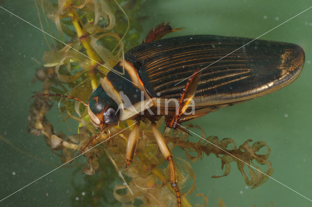 Great Diving Beetle (Dytiscus marginalis)
